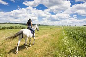 Majestic horses carrying riders through the enchanted forest paths of Pezufuy Park
